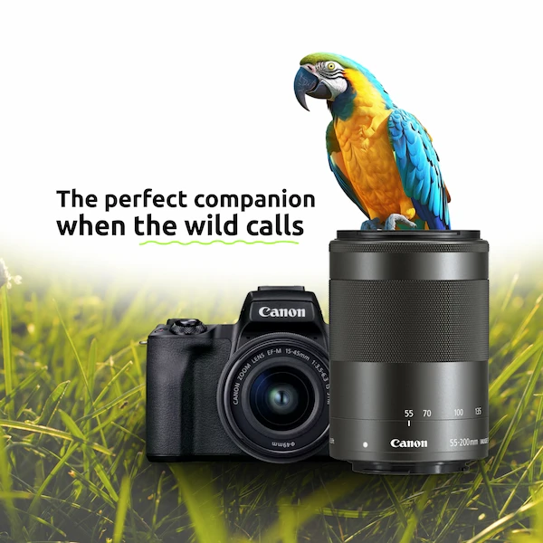 Wildlife Photography Best Lens For Canon M50 Video Wildlife